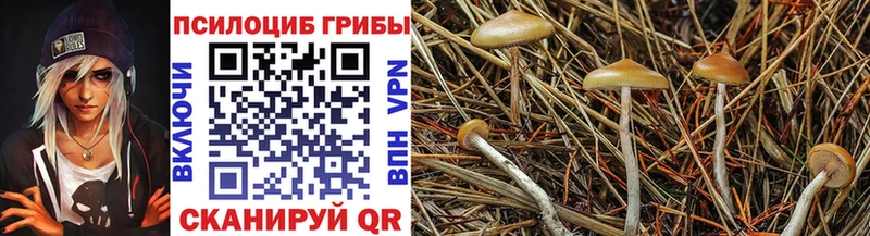 где найти наркотики Западная Двина Псилоцибиновые грибы Psilocybine cubensis